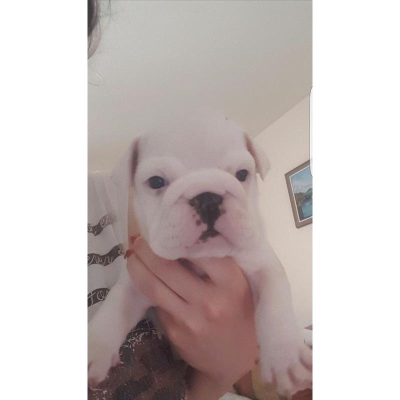 British Bulldog Pups