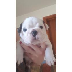 British Bulldog Pups