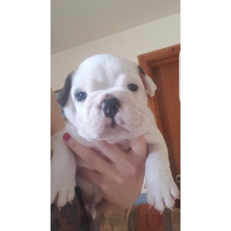 British Bulldog Pups