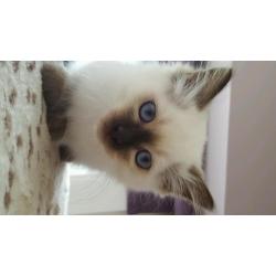 Ragdoll Kitten