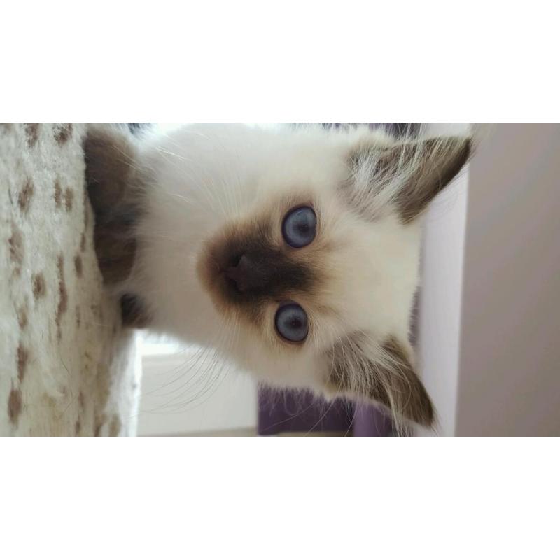 Ragdoll Kitten