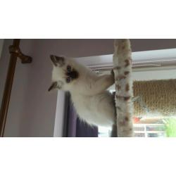 Ragdoll Kitten