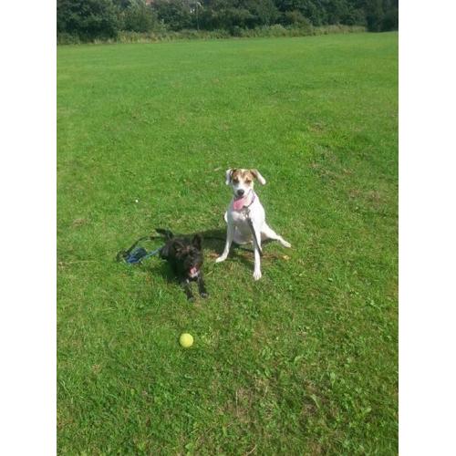 i have to re home my two beautiful dogs