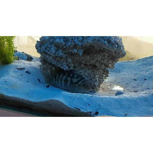 Sichlids for sale urgent