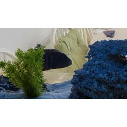 Sichlids for sale urgent