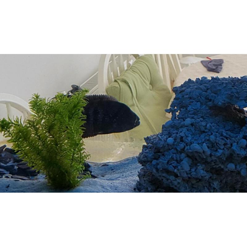 Sichlids for sale urgent