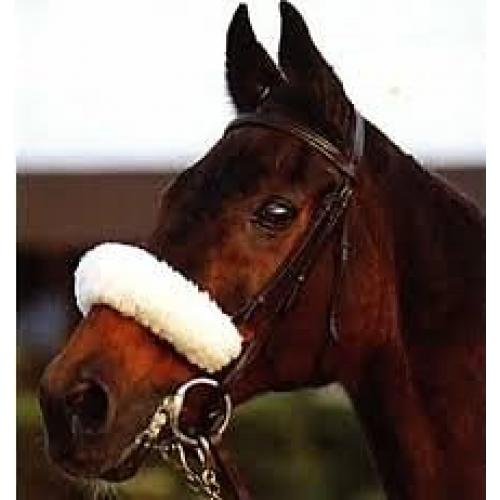 Donations needed in aid of lost souls horse rescue