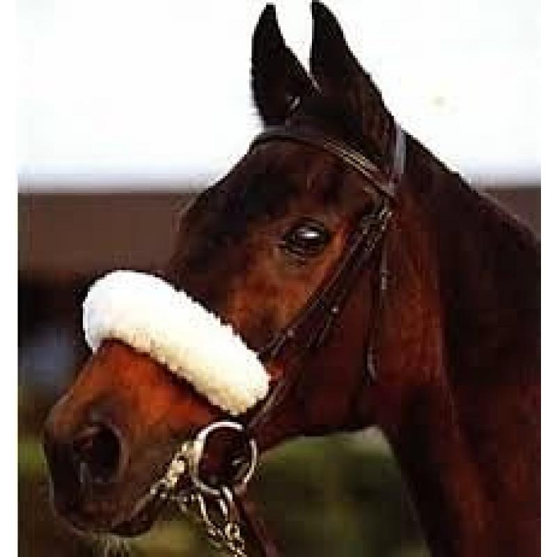 Donations needed in aid of lost souls horse rescue