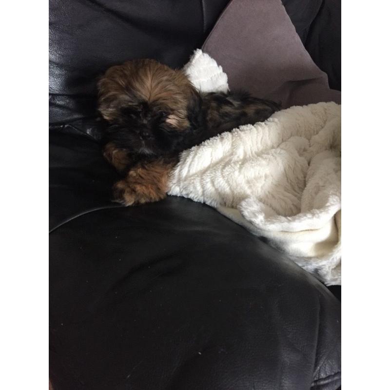 Lhasa apso