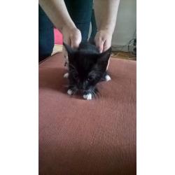 lovely natured cats, nice personality