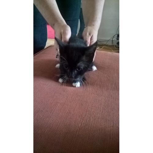 lovely natured cats, nice personality