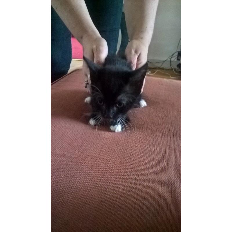 lovely natured cats, nice personality