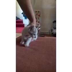 lovely natured cats, nice personality