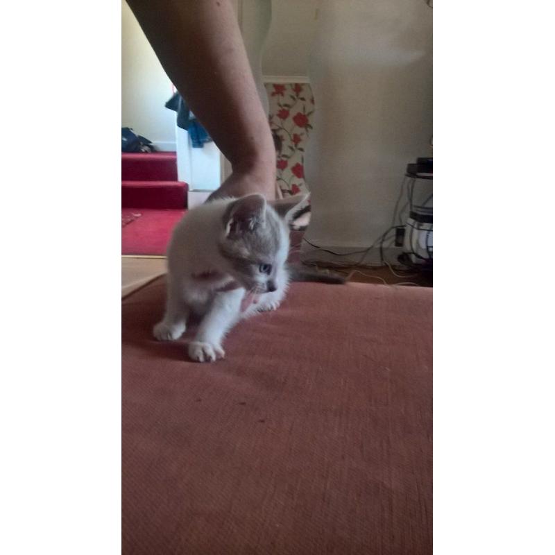 lovely natured cats, nice personality