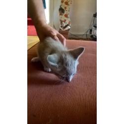 lovely natured cats, nice personality