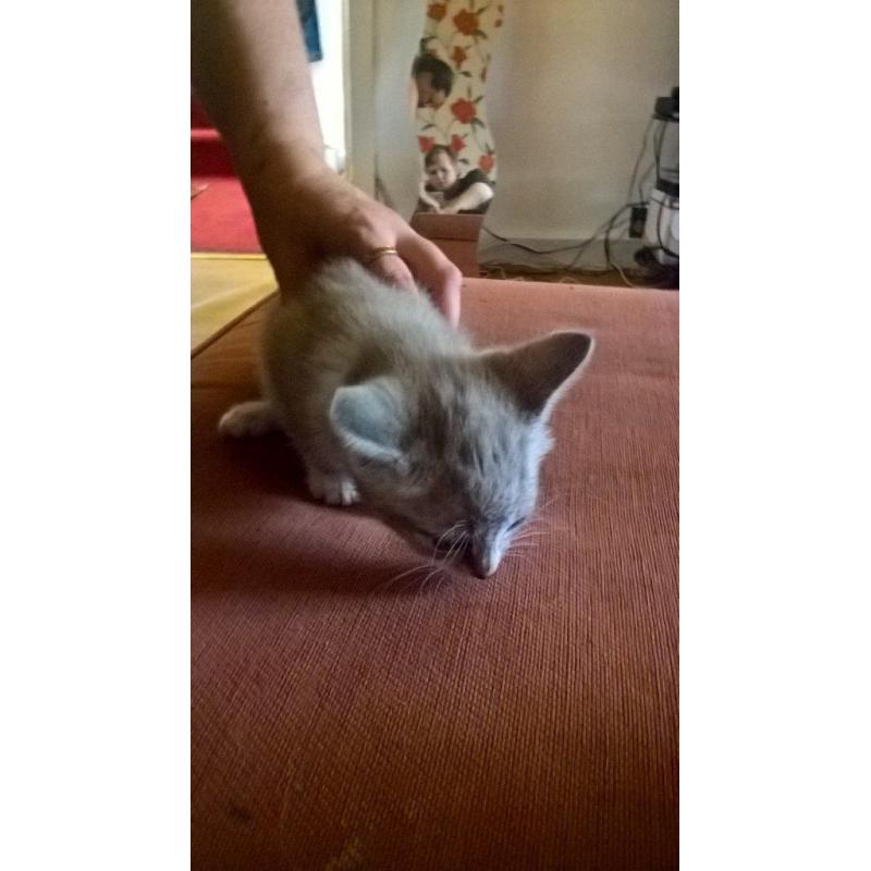 lovely natured cats, nice personality