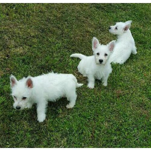 Westie puppies