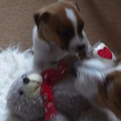 Funny puppy darling little boy