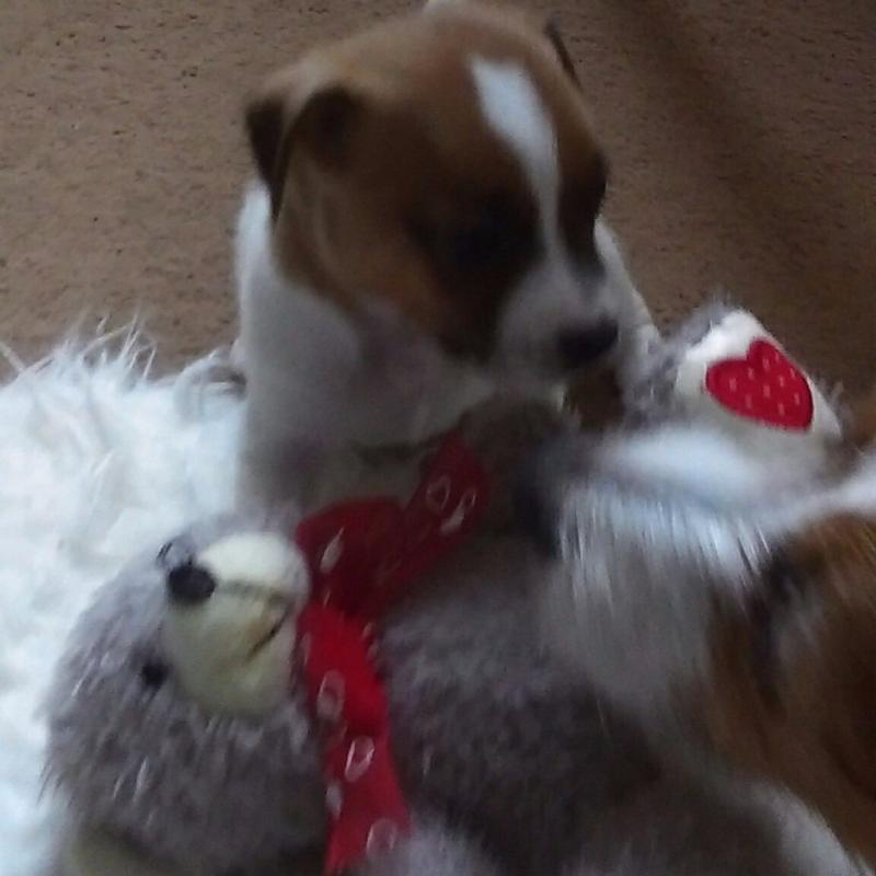 Funny puppy darling little boy