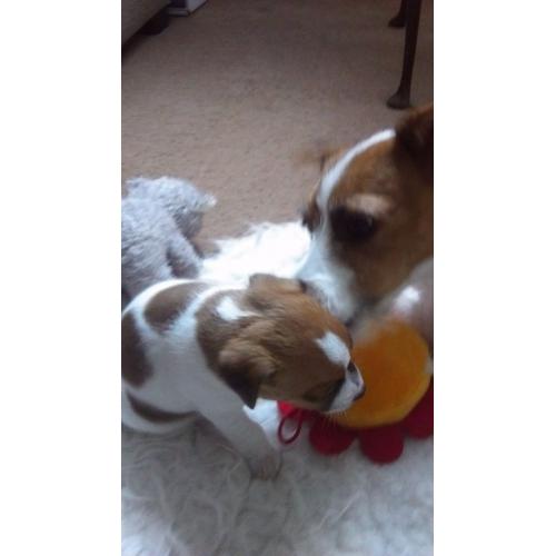 Funny puppy darling little boy
