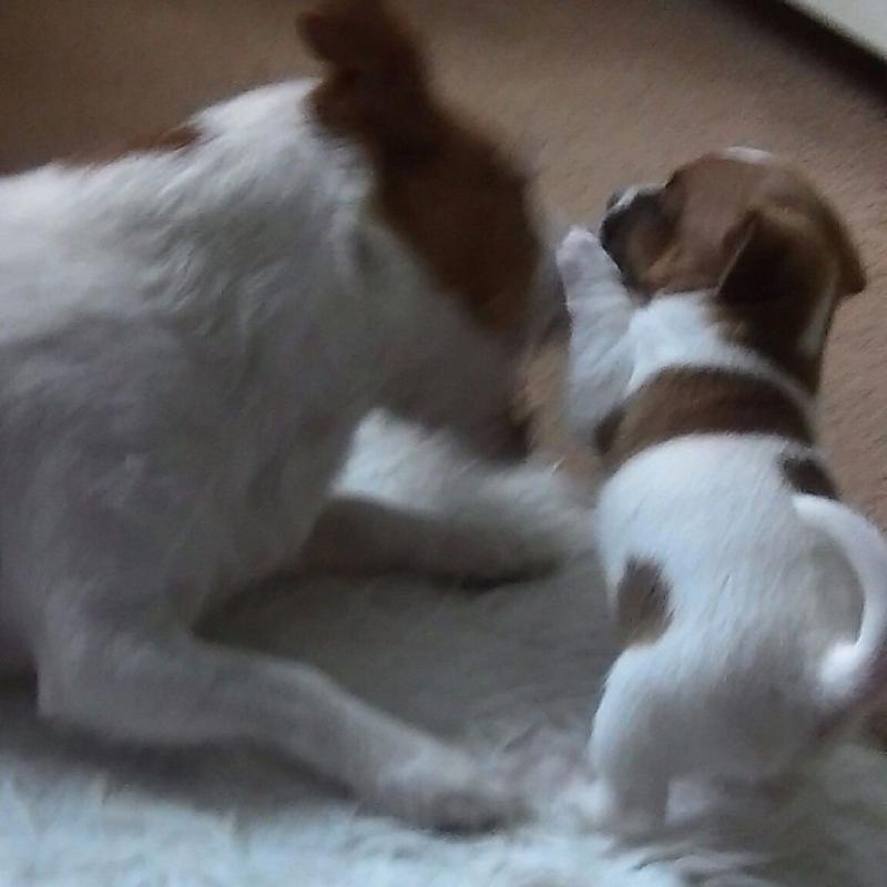 Funny puppy darling little boy