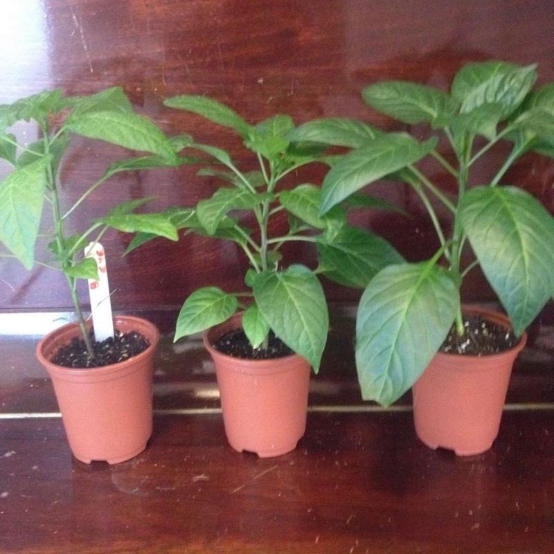 this weekend only SIX mixed HOT/Sweet Pepper Chilli Plants !!