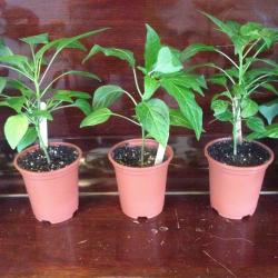 this weekend only SIX mixed HOT/Sweet Pepper Chilli Plants !!