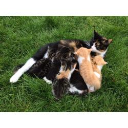 Kittens for sale