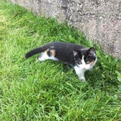 Kittens for sale