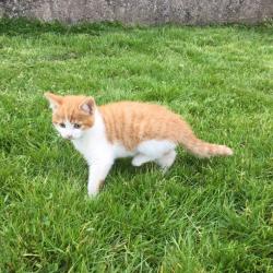 Kittens for sale