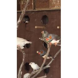 Zebra finch