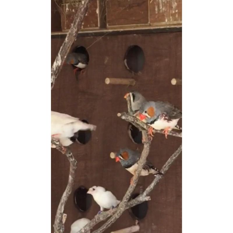 Zebra finch