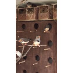 Zebra finch