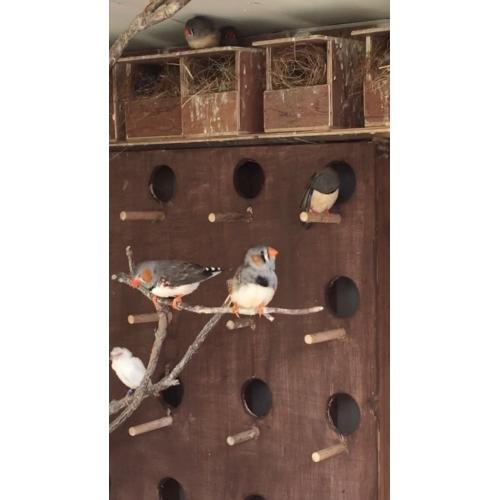 Zebra finch