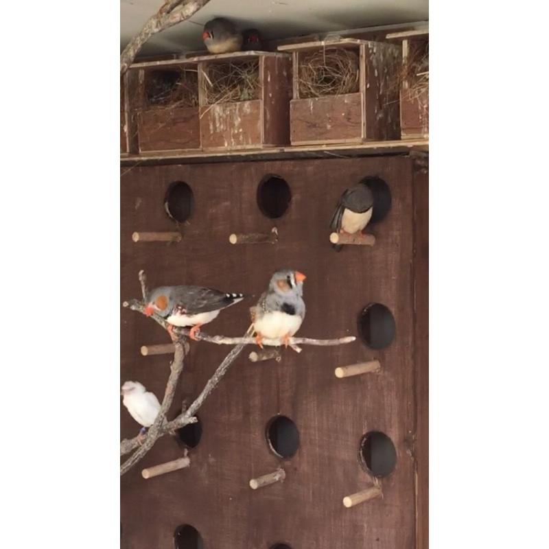 Zebra finch