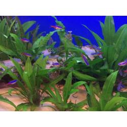 Juwel 240 litre Tropical Freshwater Aquarium with Fish + lots of Extras
