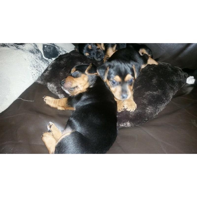 beautiful black and tan lakeland x jackrussels