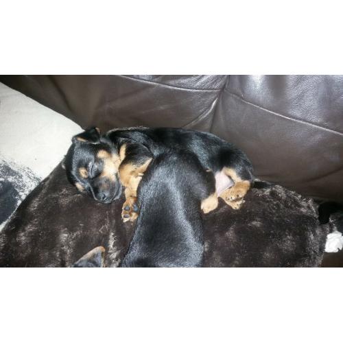 beautiful black and tan lakeland x jackrussels