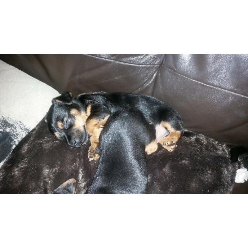 beautiful black and tan lakeland x jackrussels