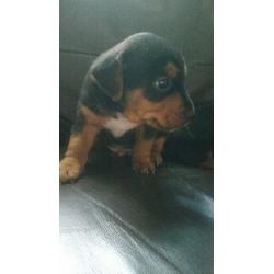 beautiful black and tan lakeland x jackrussels