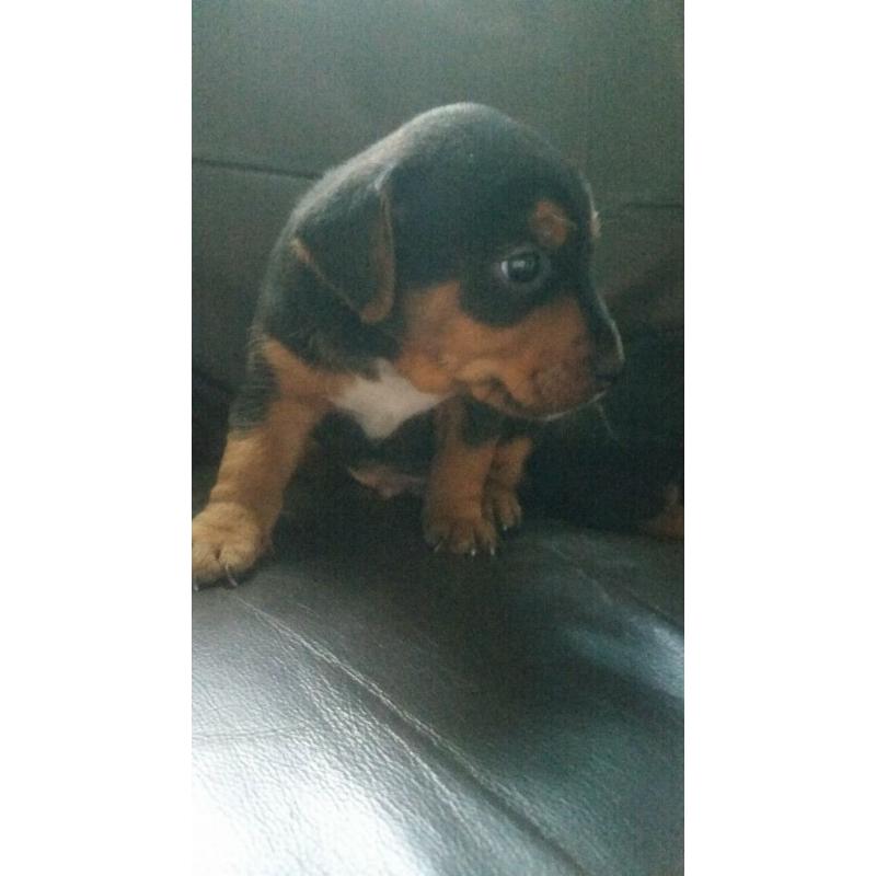 beautiful black and tan lakeland x jackrussels