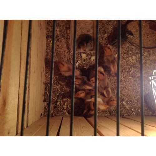 Chicks free to good home