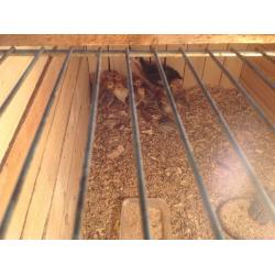 Chicks free to good home