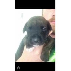 Pups for sale