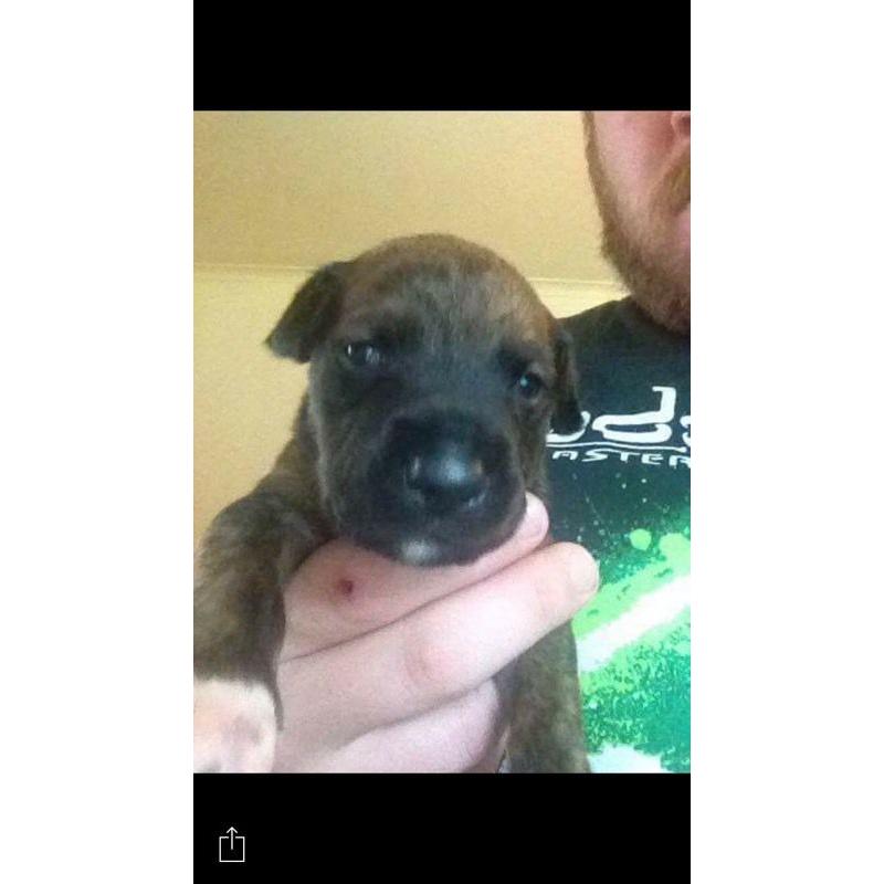 Pups for sale
