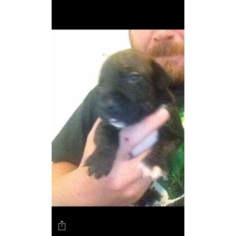 Pups for sale