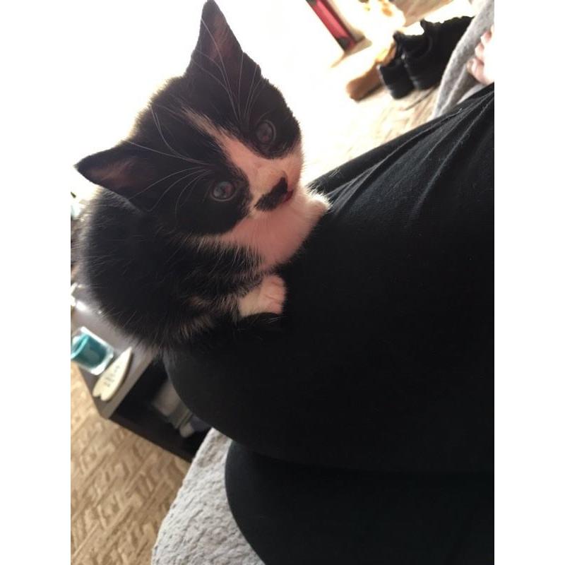 Two kittens for sale - ready now!