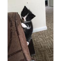 Two kittens for sale - ready now!