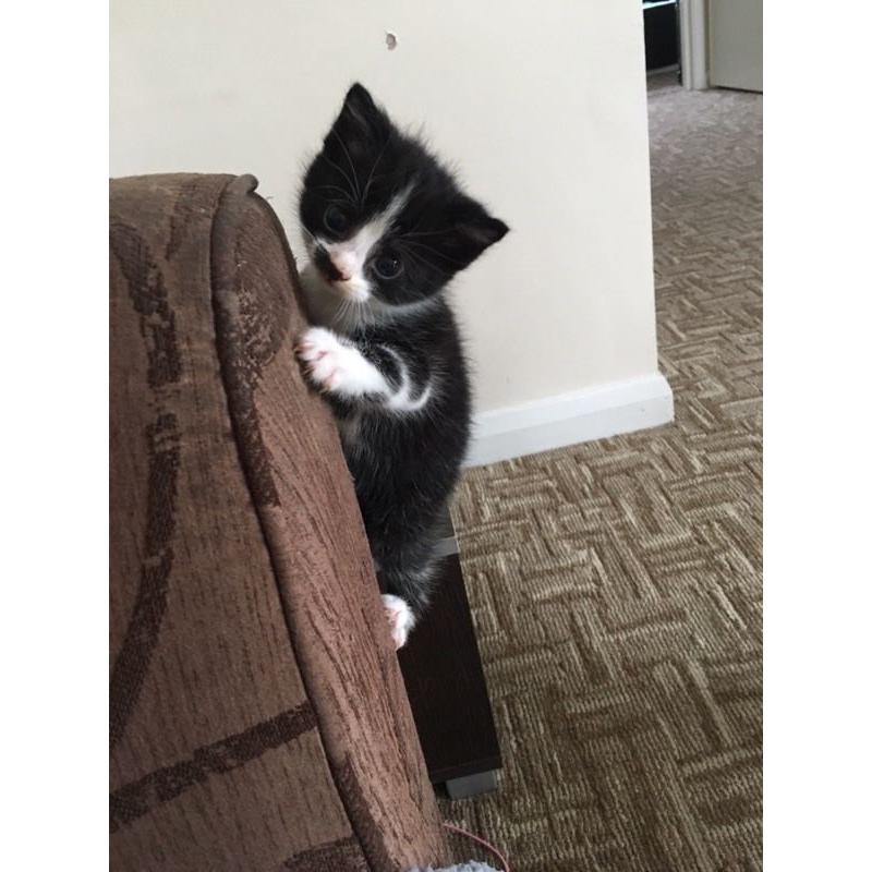 Two kittens for sale - ready now!