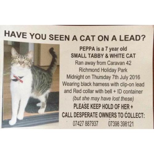 Lost Cat